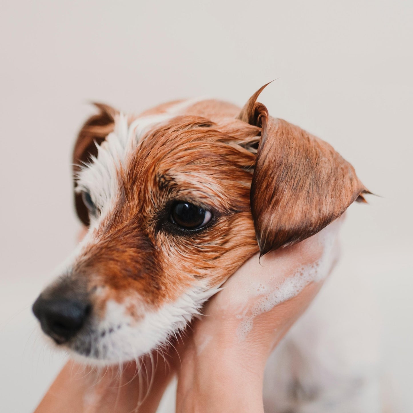 Obvs Skincare Gift Set - For Dogs - Obvs Skincare