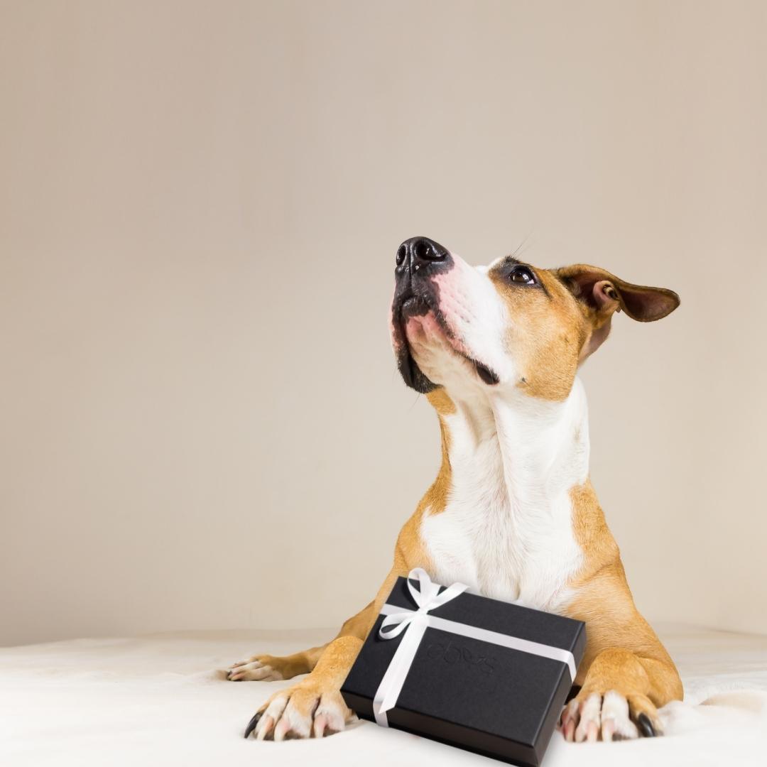 Obvs Skincare Gift Set - For Dogs - Obvs Skincare