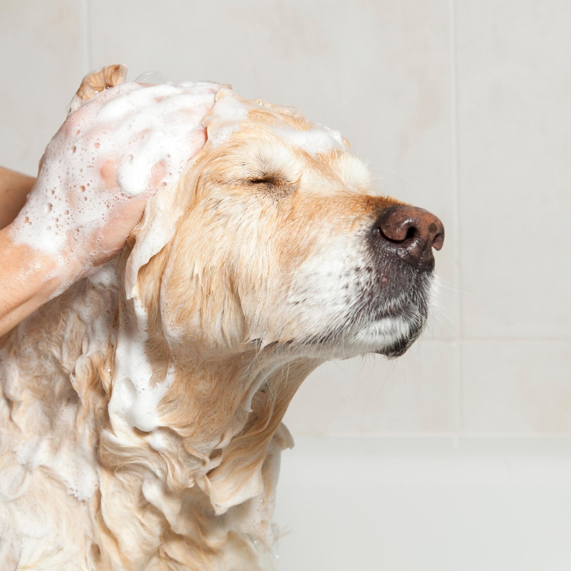 Obvs Skincare Gift Set - For Dogs - Obvs Skincare
