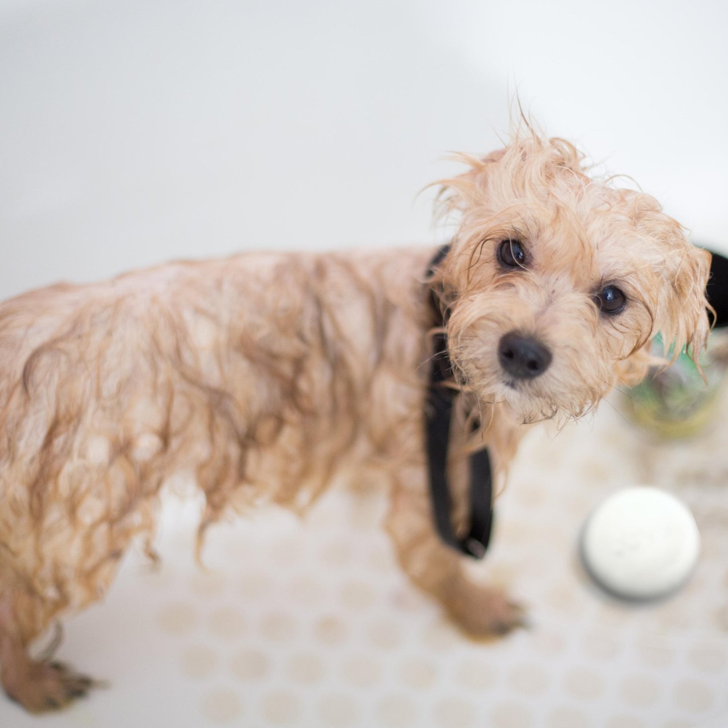 Obvs Skincare Gift Set - For Dogs - Obvs Skincare