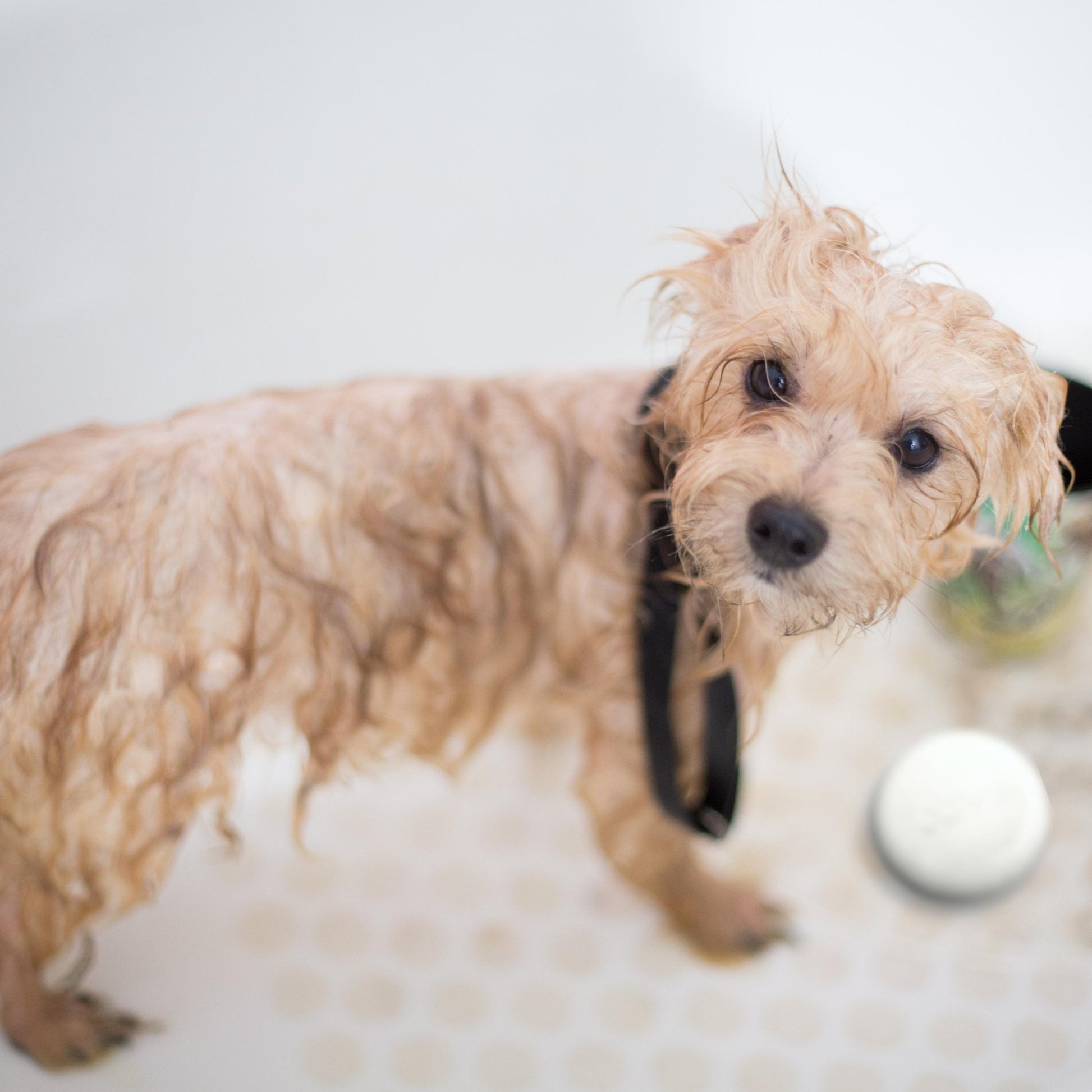 Obvs Skincare Gift Set - For Dogs - Obvs Skincare