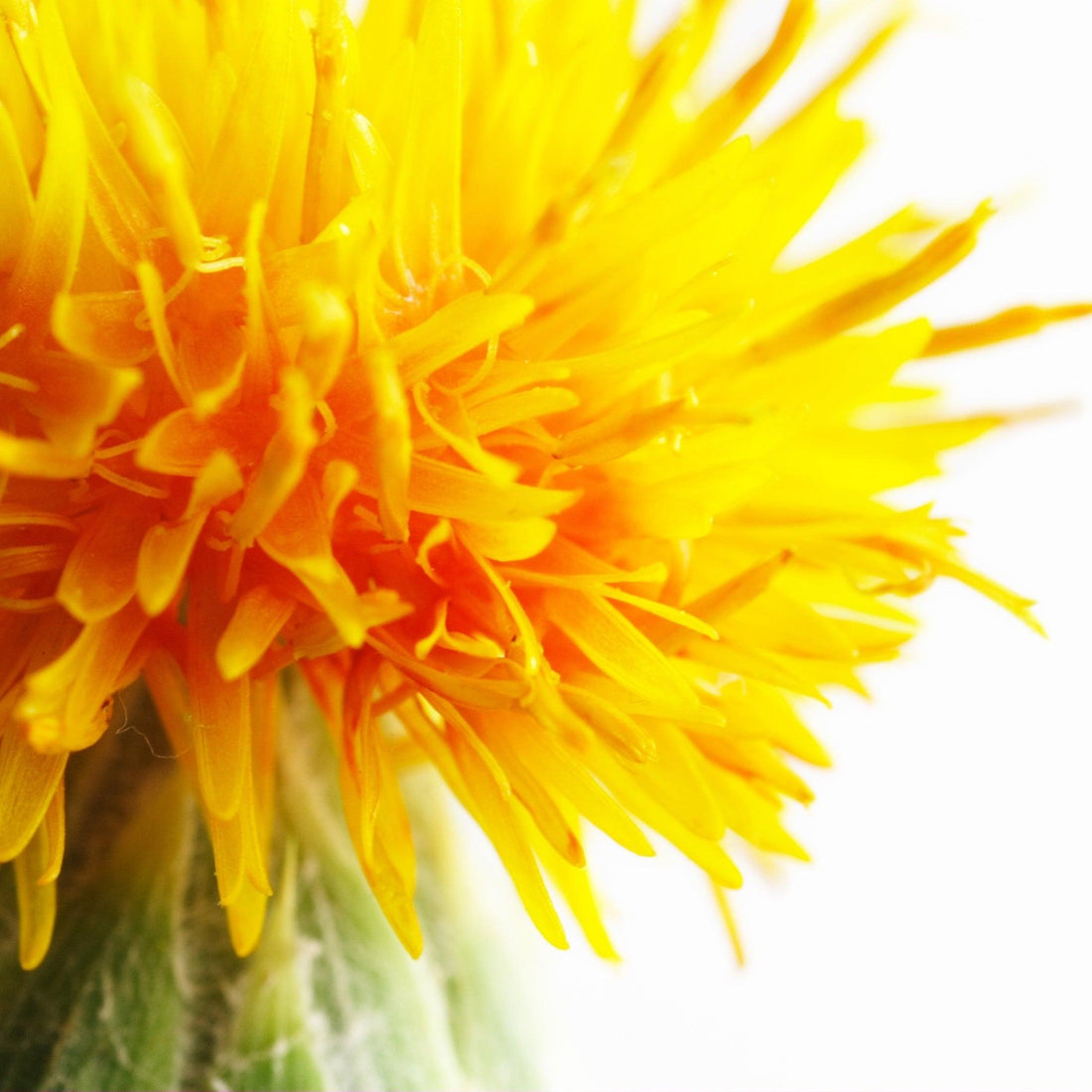 What is Safflower Oil? - Obvs Skincare