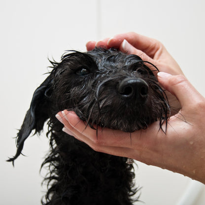 Organic Natural Sea Salt Soap For Dogs – Unscented - Obvs Skincare - acne - eczema - skincare - organic