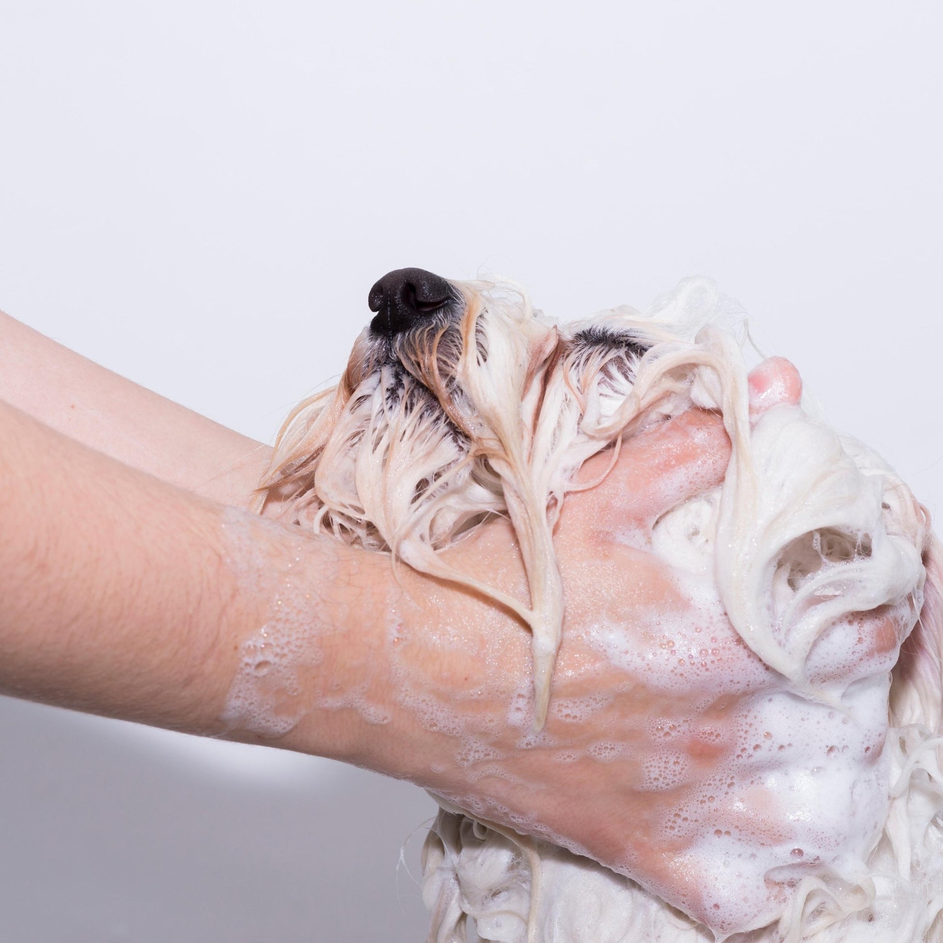 Organic Natural Sea Salt Soap For Dogs – Unscented - Obvs Skincare - acne - eczema - skincare - organic